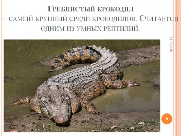 Гребнистый крокодил