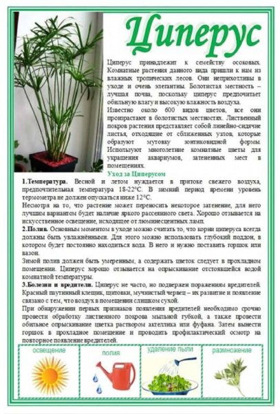 Циперус