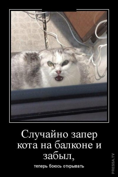 Случайно запер кота