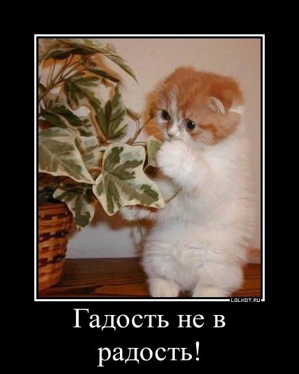 pics
