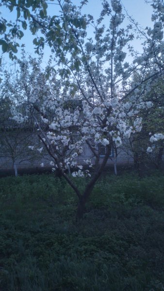 picture_411606132