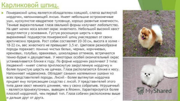 Карликовый шпиц