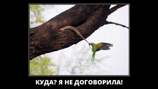 Я не договорила!