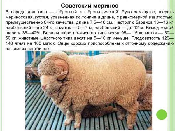 Советский меринос