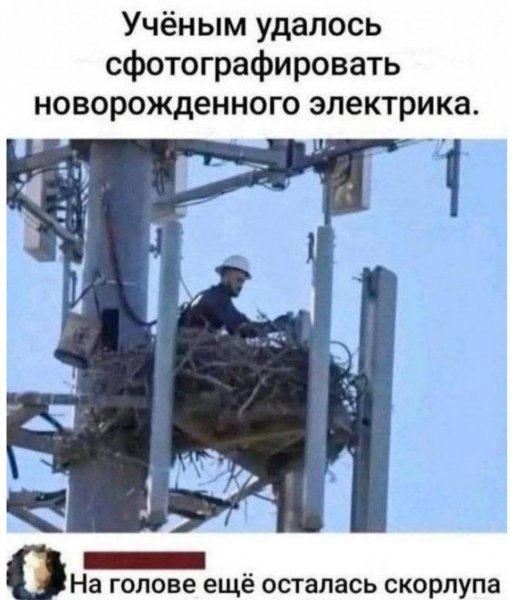 Птенчик