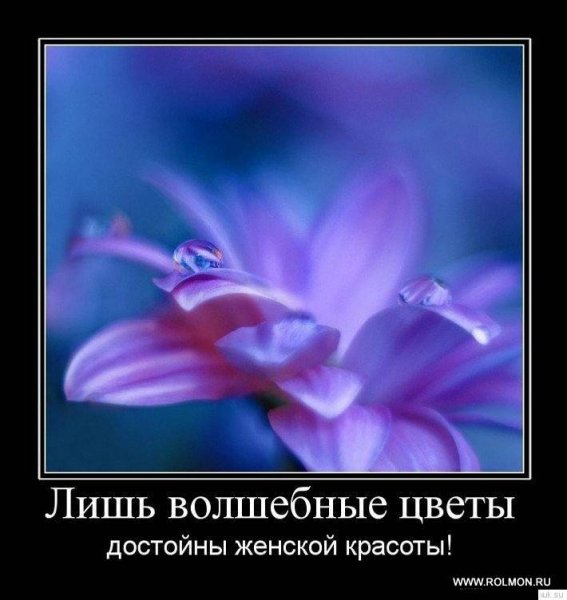 Demotivatory (155)