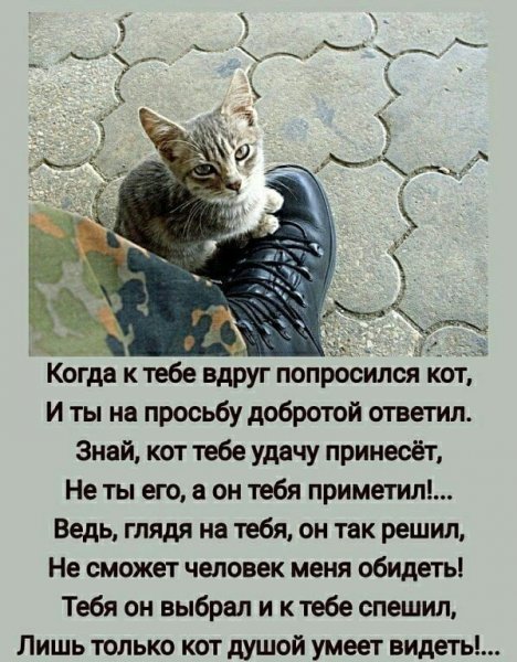 Кот