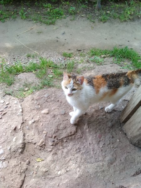 Котейка