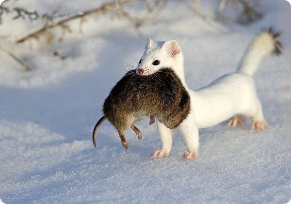 Соболь