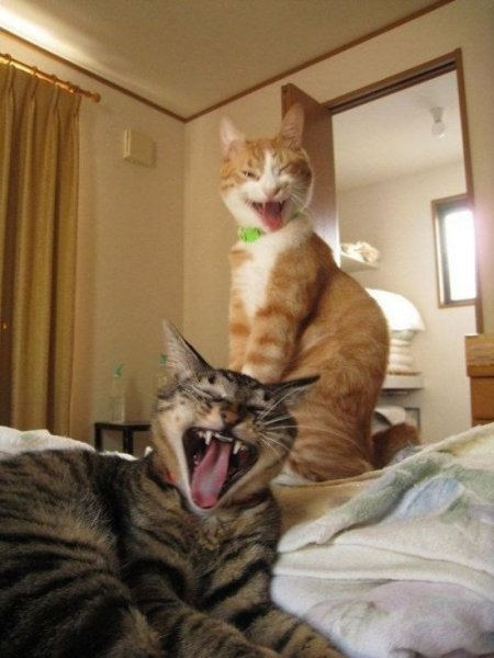 Коты угорают