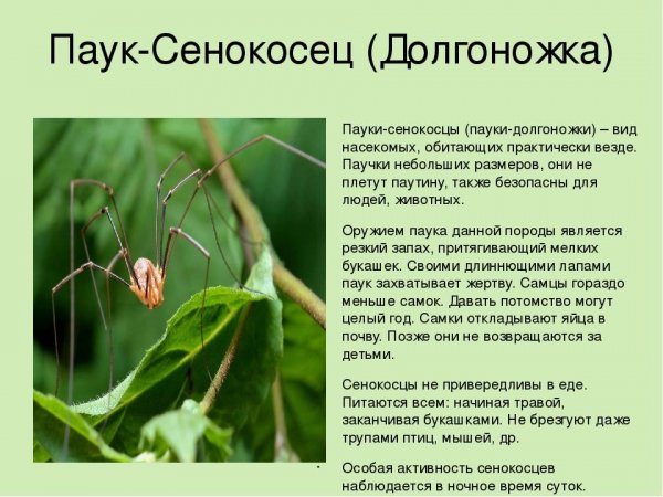 Долгоножка