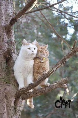 Кошки