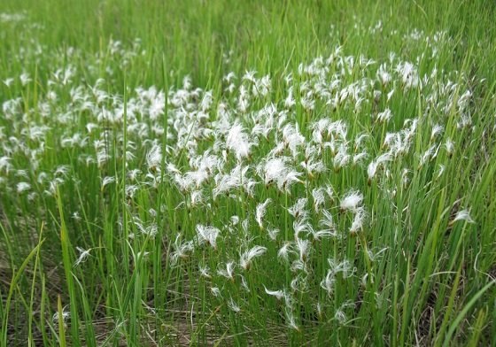 Puhonos-alpiyskiy