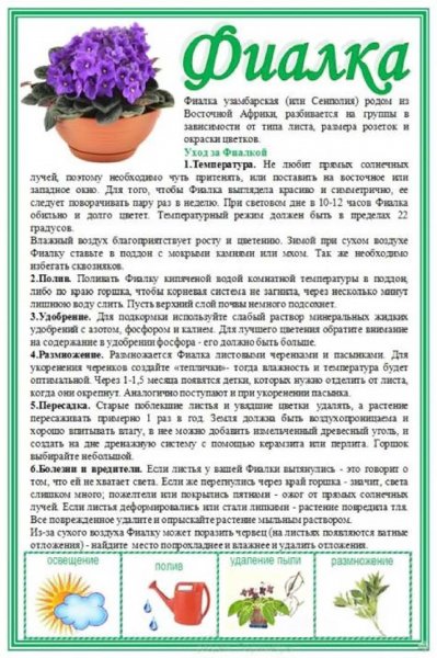 Фиалка