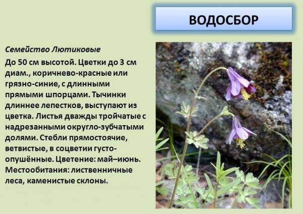 Водосбор