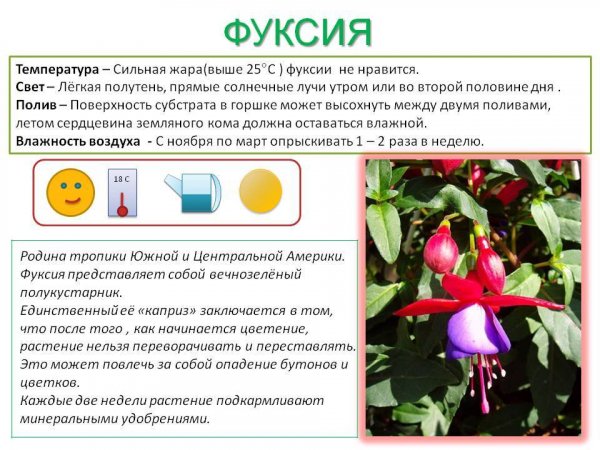 Фуксия