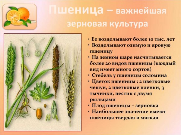 Пшеница