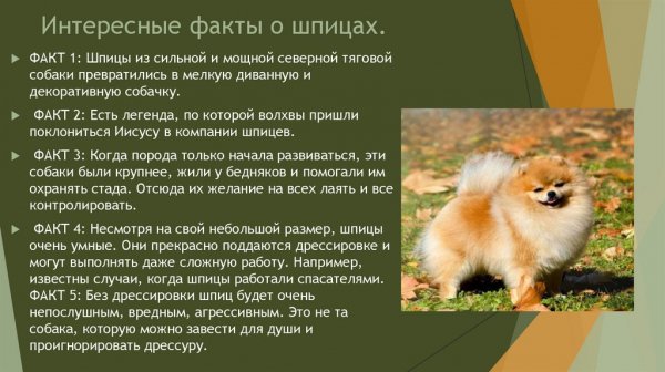 О шпицах
