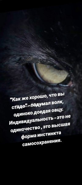 Стадо