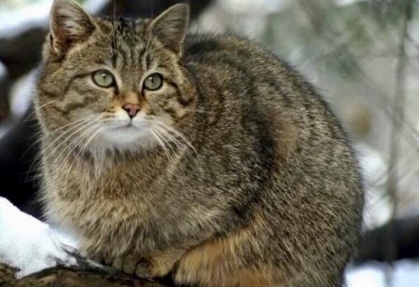 Лесной кот