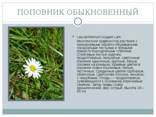Поповник обыкновенный