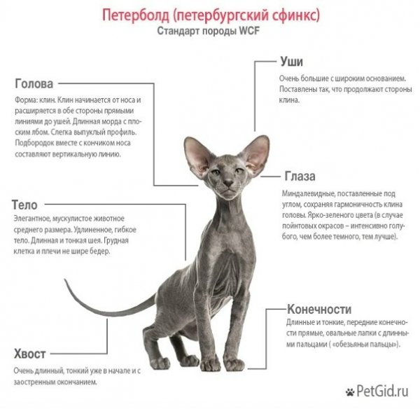 Петерболд