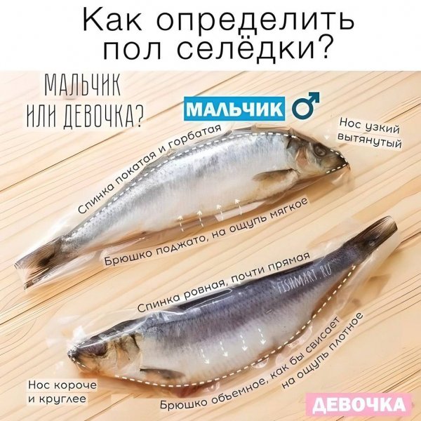 Селёдка
