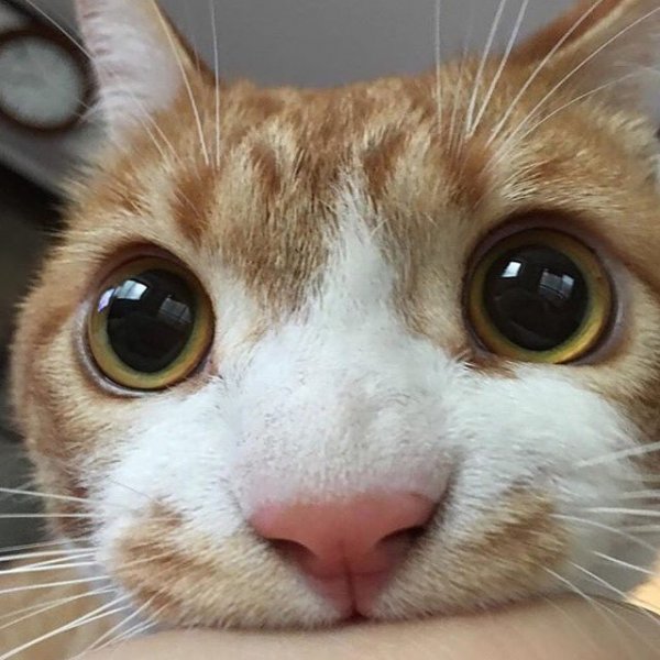 Просто кот
