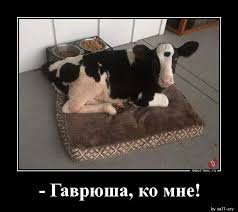 pics