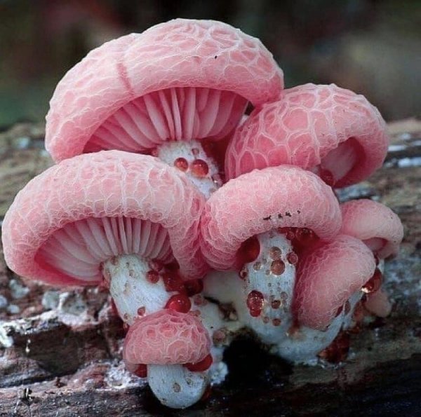 Грибы Rhodotus Palmatus