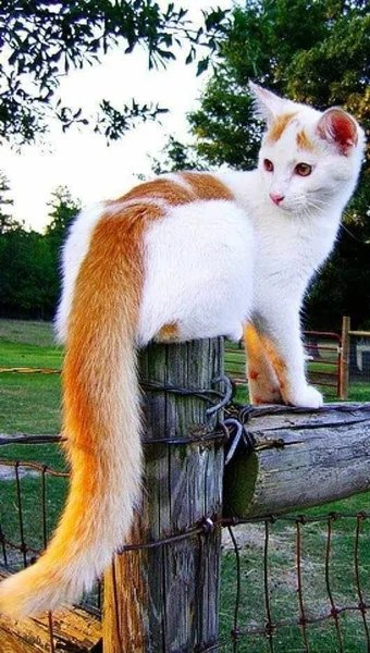 Кошки