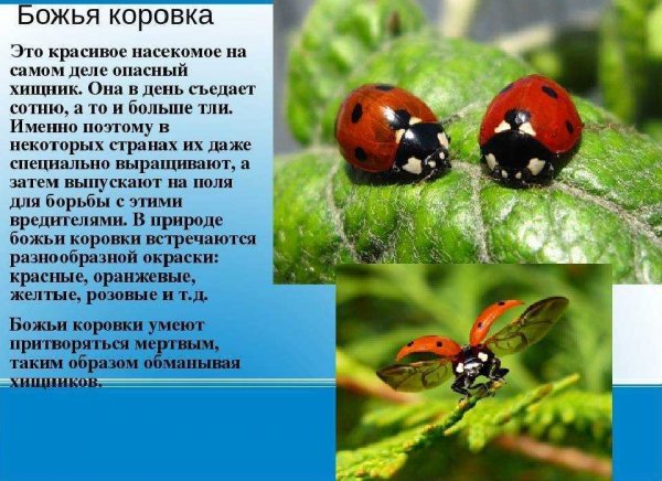 Божья коровка