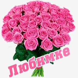 розы