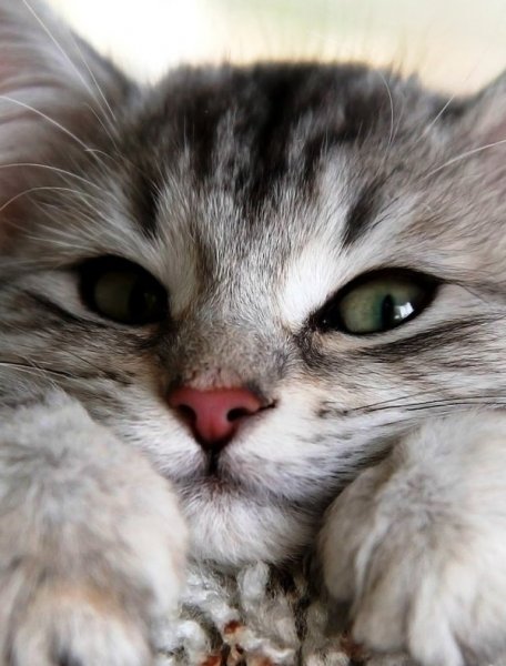 котенок