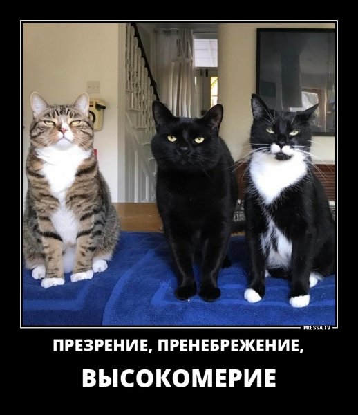 Три чувства