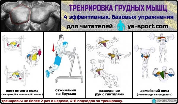 Тренировка грудных мышц