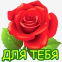 роза
