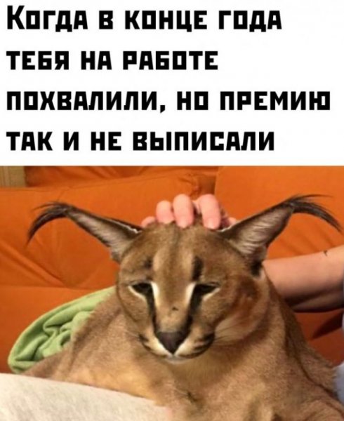 bed84 20256843