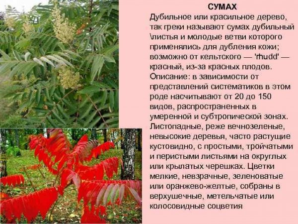 Сумах
