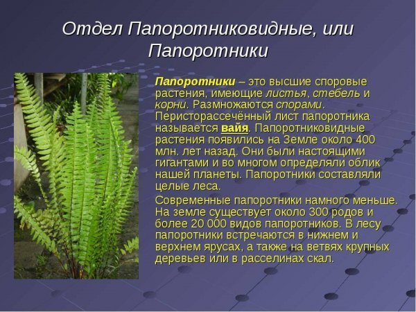 Папоротники