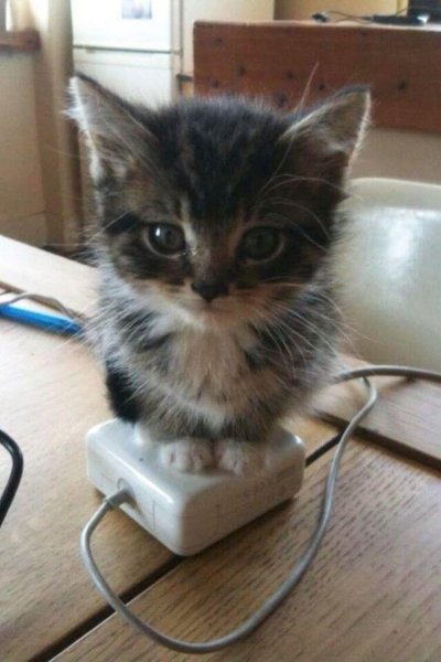 КотЭ)