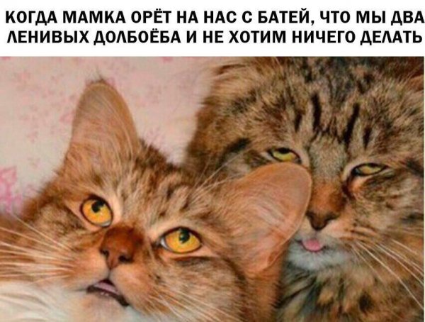 -40218493 456248529