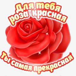 роза
