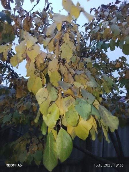 picture_398632855