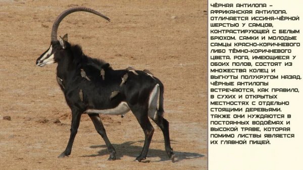 Чёрная антилопа
