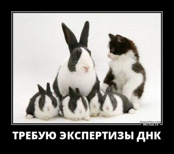 picture_248628077