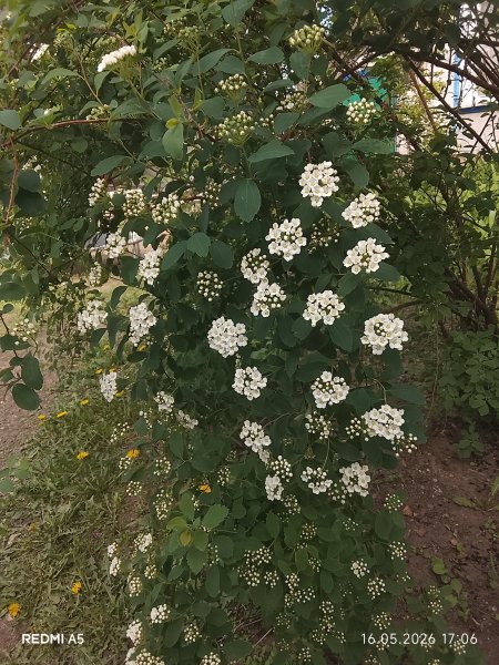 Спирея кустарник