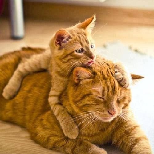 Кошки