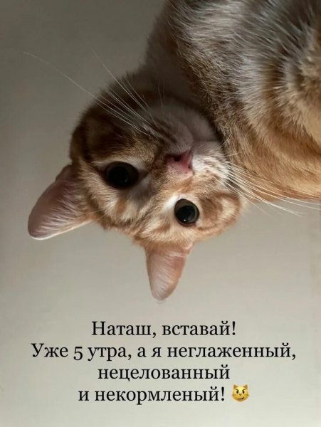 И не кормленый!