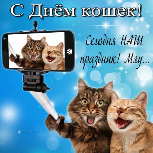 День кошек